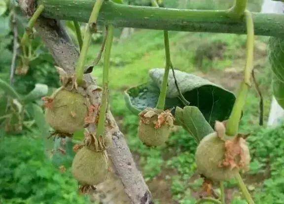 弥猴桃的种植技术