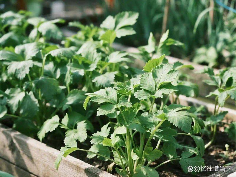 香菜种植技术和时间