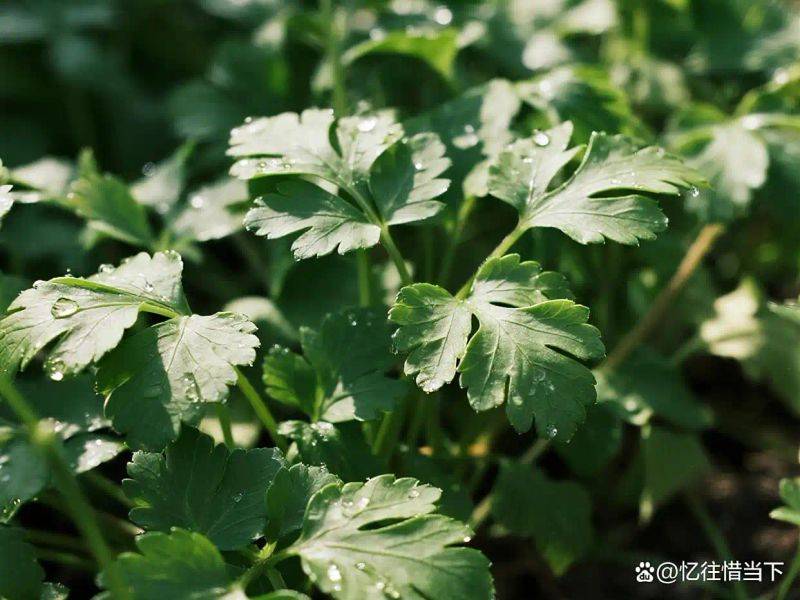 香菜种植技术和时间