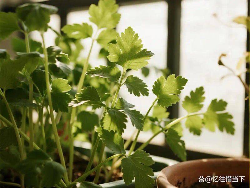香菜种植技术和时间
