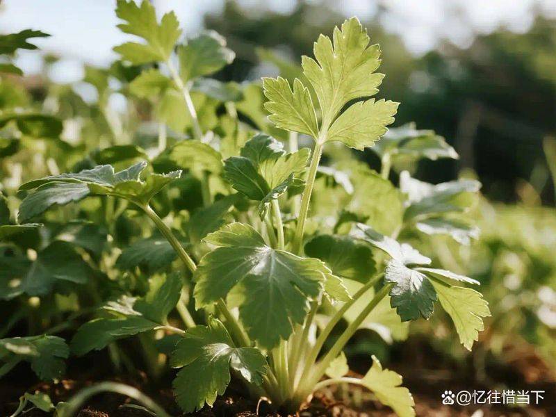 香菜种植技术和时间