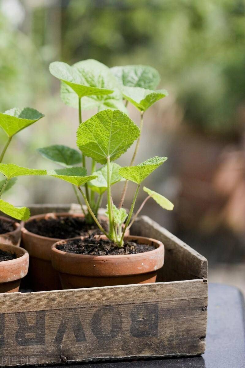 名贵花草种植方法