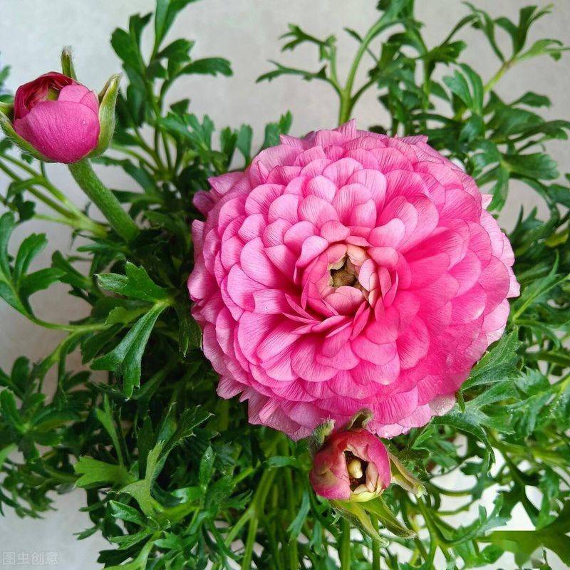 名贵花草种植方法
