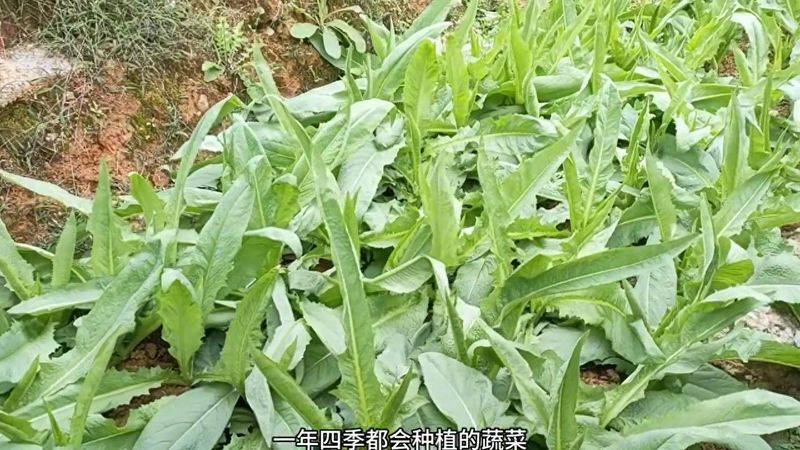 小小一个菜园种有10多种蔬菜，都是采收期长，适合懒人种植的蔬