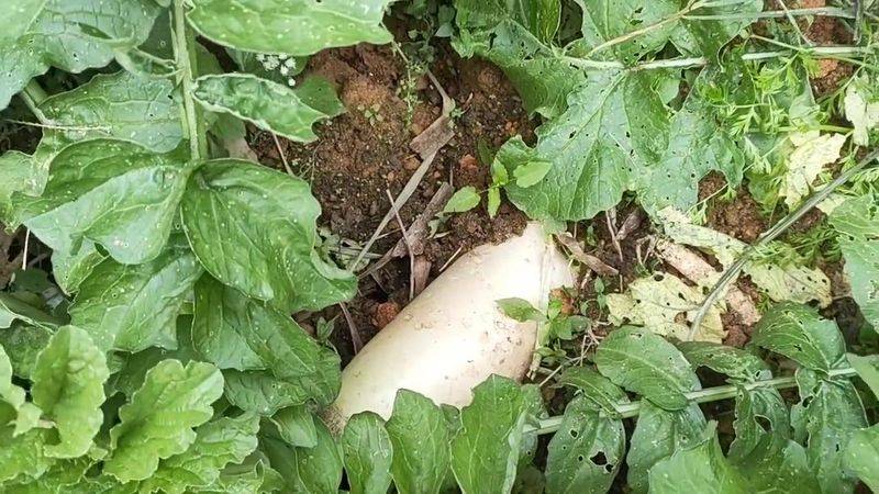 大白菜种植时间和方法