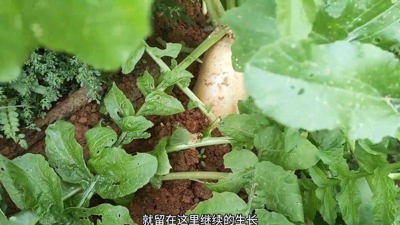 大白菜种植时间和方法