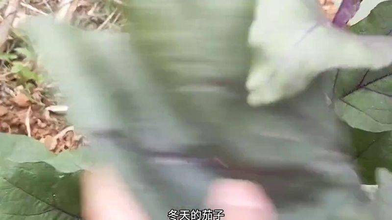 大白菜种植时间和方法