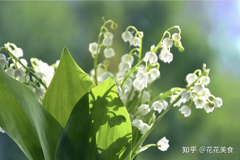 名贵花草种植方法