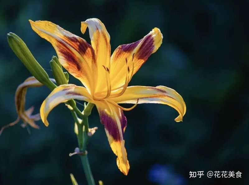 名贵花草种植方法