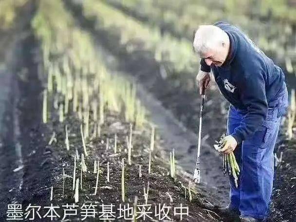 芦笋怎样种植 芦笋的种植技术及前景