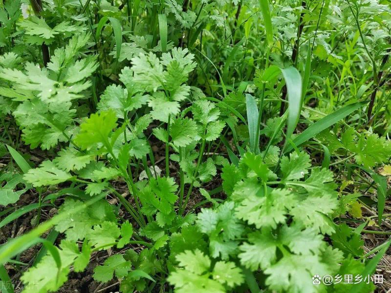 香菜种植技术和时间