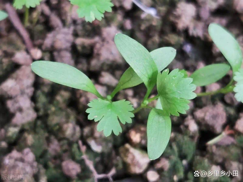 香菜种植技术和时间
