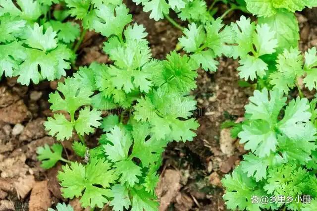 香菜种植技术和时间
