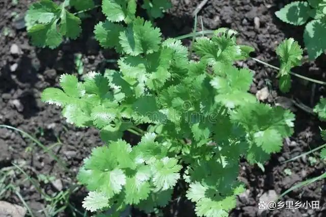 香菜种植技术和时间
