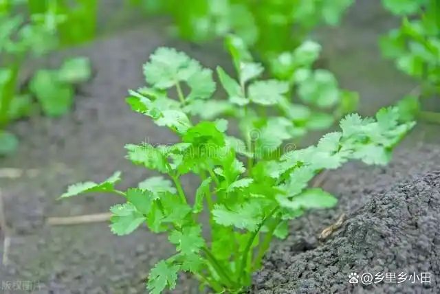 香菜种植技术和时间