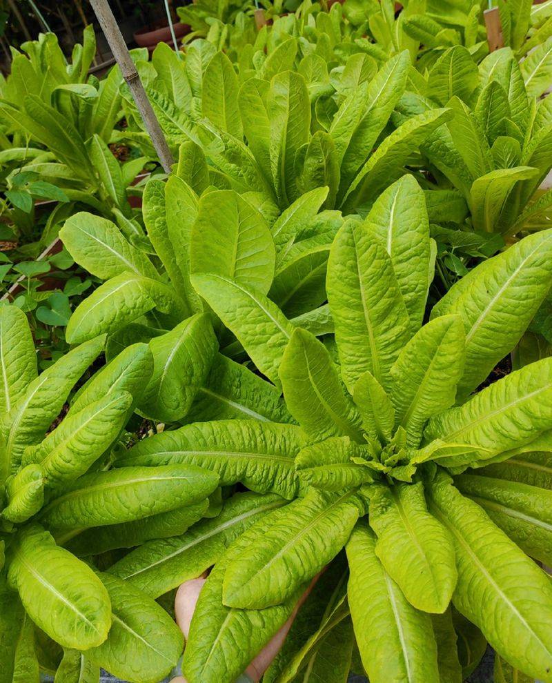 大白菜种植时间和方法