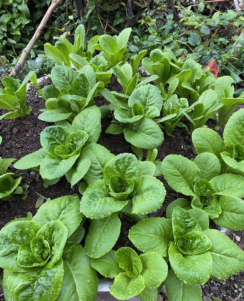 大白菜种植时间和方法