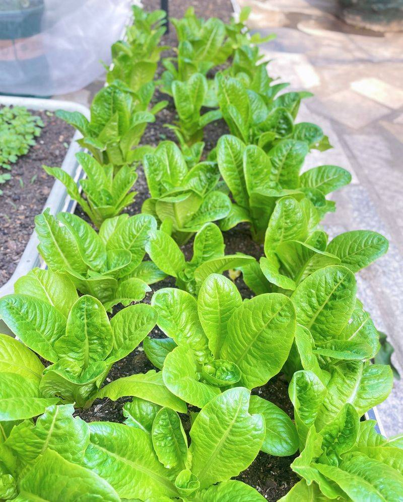 大白菜种植时间和方法