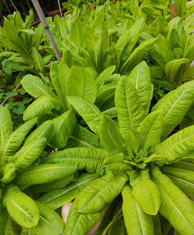 大白菜种植时间和方法