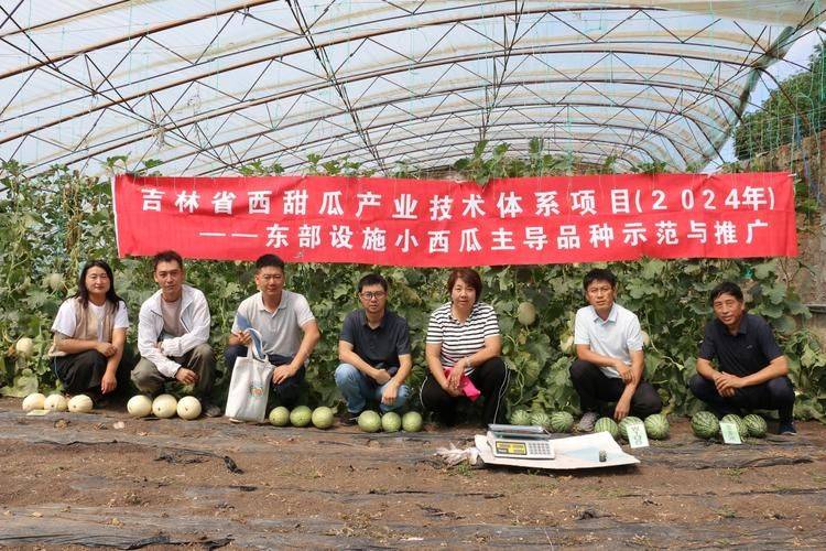东北香瓜种植技术