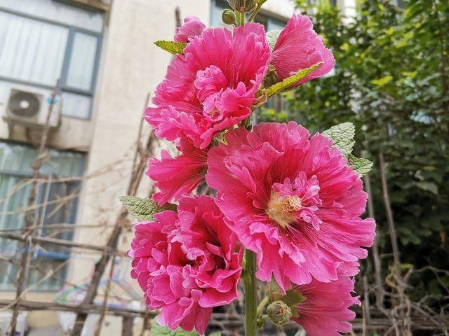 养不好名贵花卉,不妨试试四种小花草,开出花朵超美的