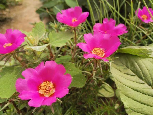 名贵花草种植方法