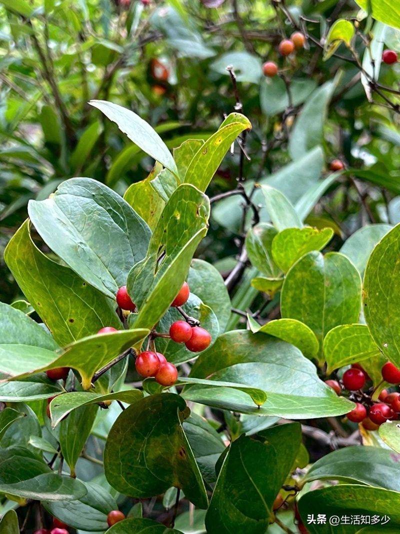 土茯苓种植方法图片