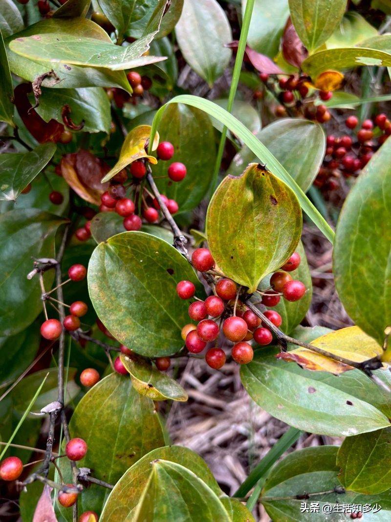 土茯苓种植方法图片