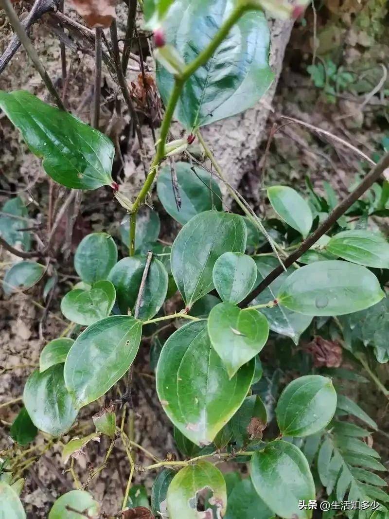 土茯苓种植方法图片