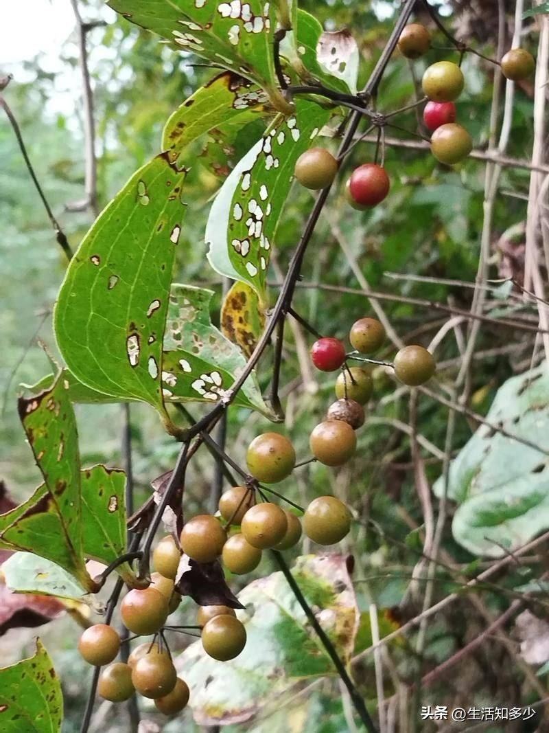 土茯苓种植方法图片