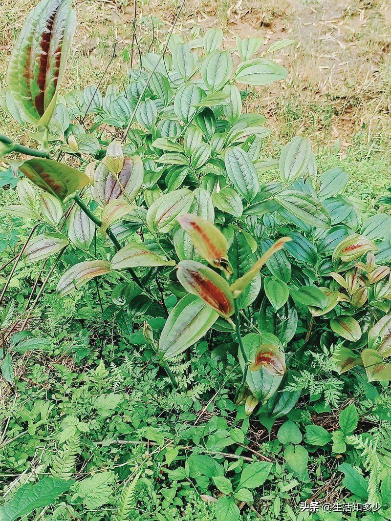 土茯苓种植方法图片
