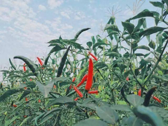 辣椒苗的种植方法