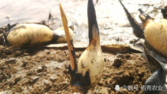 日本水上种植蔬菜视频