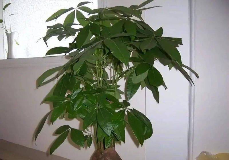 名贵花草种植方法