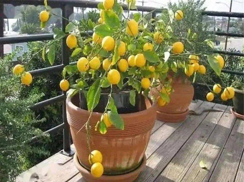 名贵花草种植方法