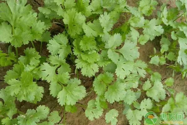 香菜种植技术和时间