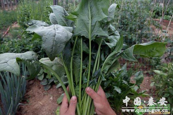 夏季菠菜高产种植技术