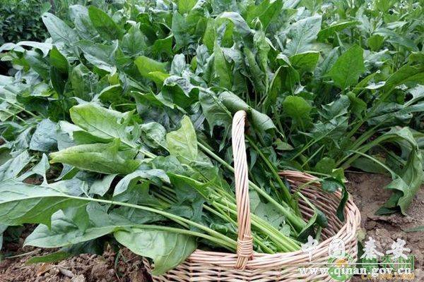 夏季菠菜高产种植技术