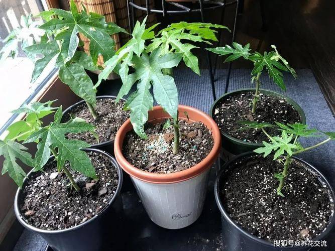番木瓜的养殖方法