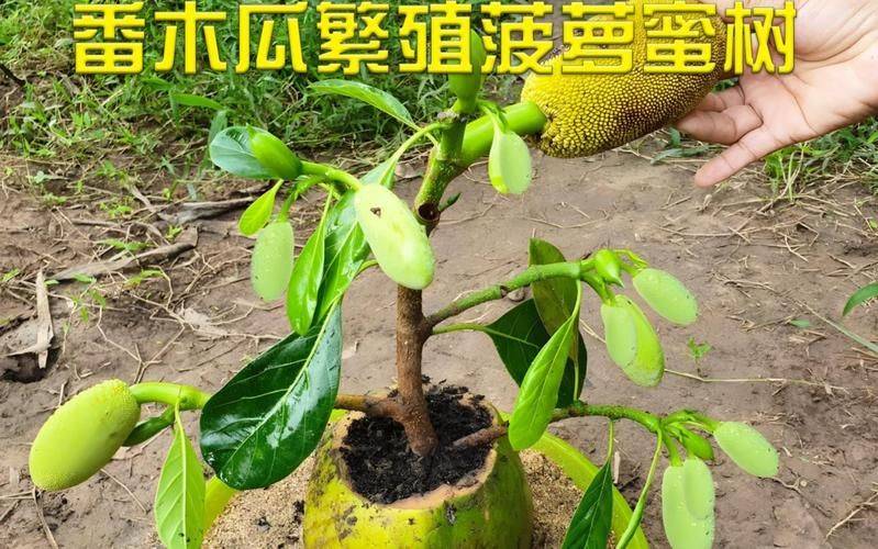 番木瓜种植技术