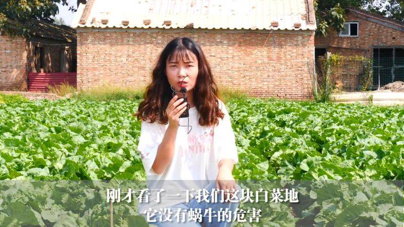 大白菜种植时间和方法