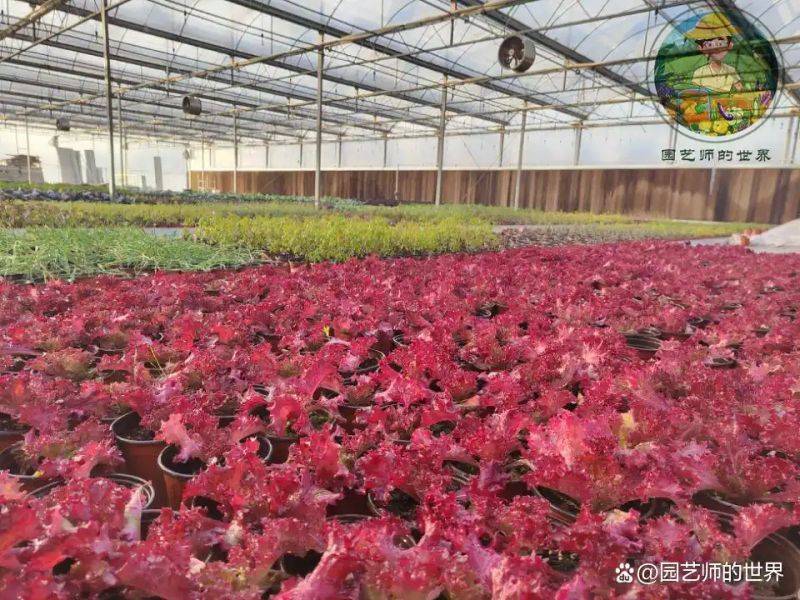 植物种植意向图