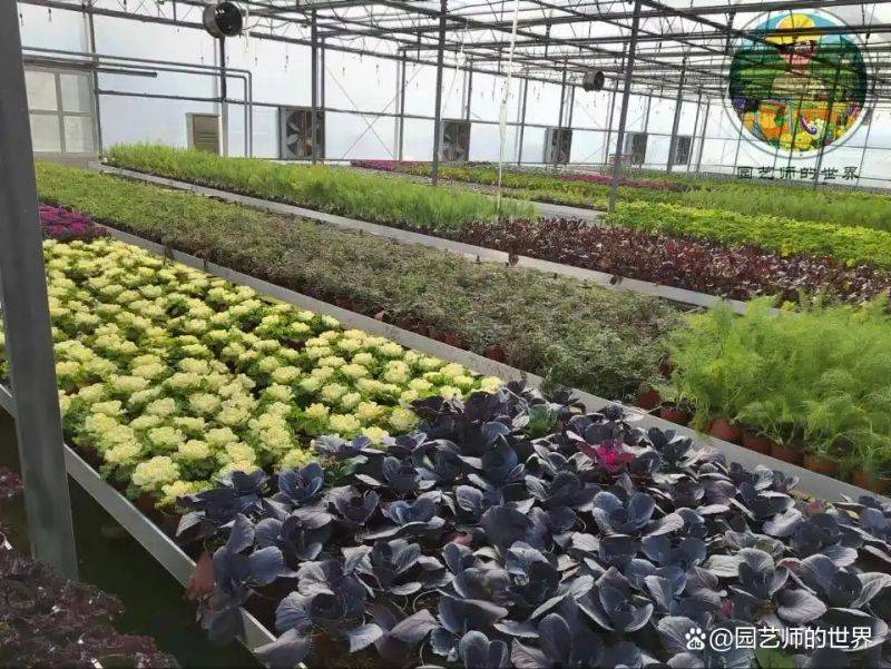 植物种植意向图