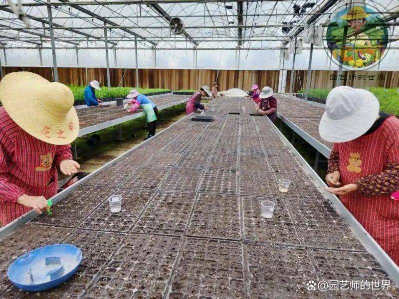 植物种植意向图