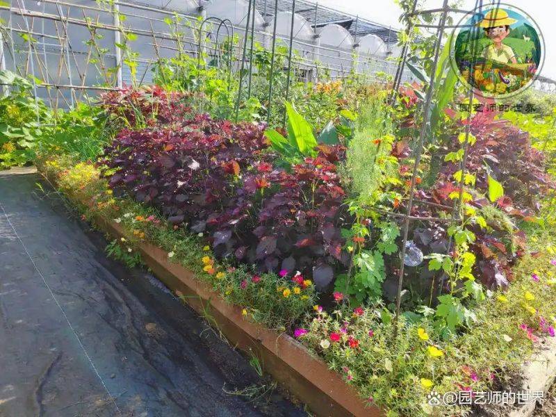 植物种植意向图
