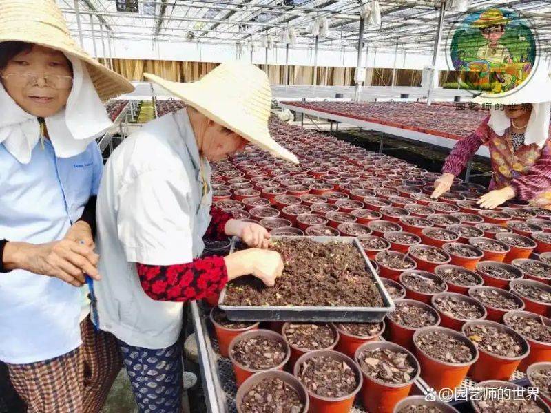 植物种植意向图