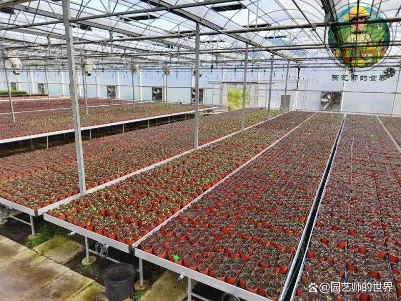 植物种植意向图