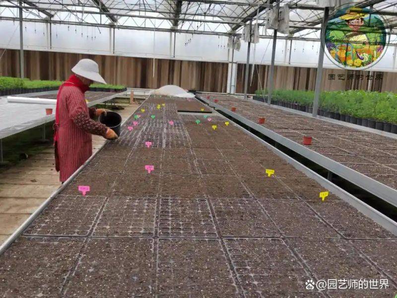 植物种植意向图