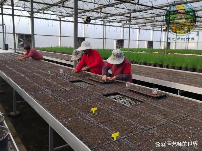 植物种植意向图