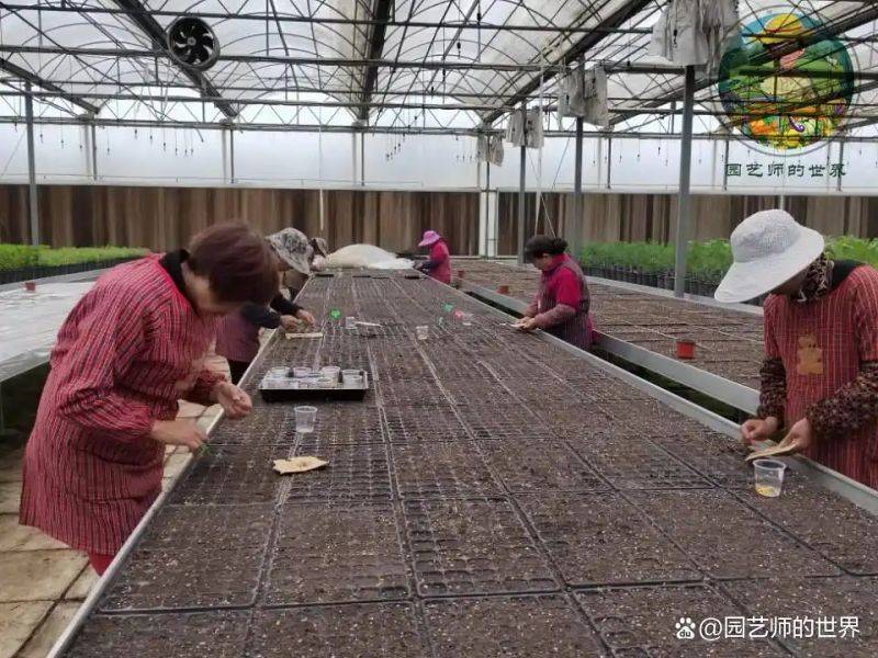 植物种植意向图